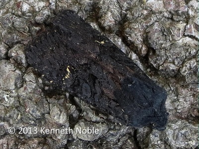 black rustic (Aporphyla nigra) Kenneth Noble